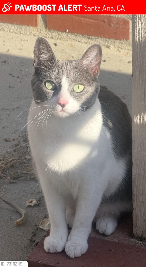 Lost Female Cat last seen Lily King park, Santa Ana, CA 92707
