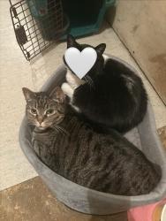 Reunited Female Cat last seen Toronto street, between Sargent and Wellington, Winnipeg, MB R3E 1Z5