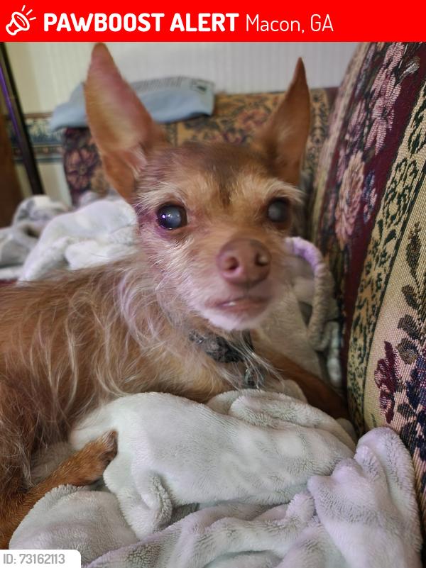 Lost Male Dog last seen Vance Circle, Ocmulgee East Blvd, Macon, GA 31217