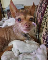 Lost Male Dog last seen Vance Circle, Ocmulgee East Blvd, Macon, GA 31217