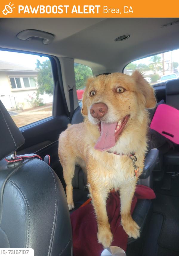 Found/Stray Male Dog last seen Elm St. and Brea Blvd, Brea, CA 92823