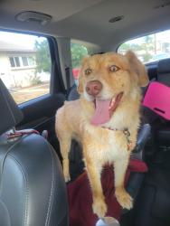 Found/Stray Male Dog last seen Elm St. and Brea Blvd, Brea, CA 92823