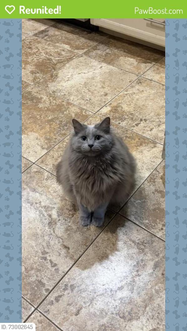 Reunited Female Cat last seen Bonnie sean, Harris County, TX 77379
