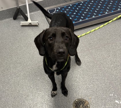 Shelter Stray Female Dog last seen Near Parkway, Pigeon Forge, TN, 1008 Old Knoxville Hwy, Sevierville, TN 37862, USA
