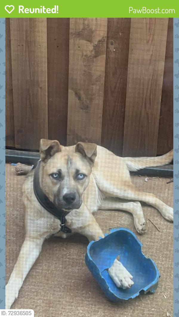 Reunited Male Dog last seen Road to six flags, Arlington, TX 76012