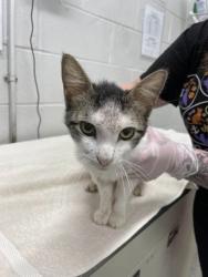 Shelter Stray Male Cat last seen Near Ellicott Dr Balt., MD 21216, 21216, MD, 301 Stockholm St, Baltimore, MD 21230, USA
