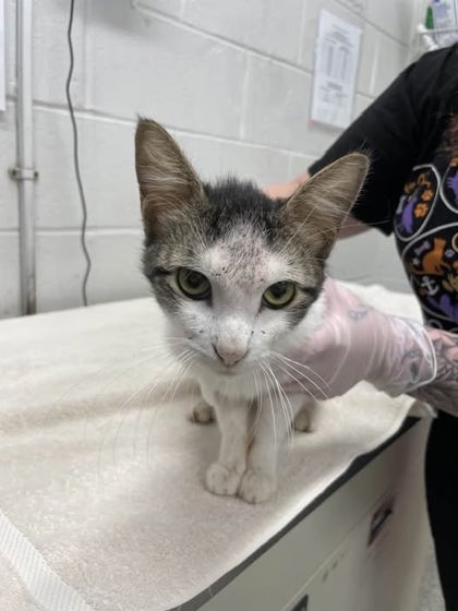 Shelter Stray Male Cat last seen Near Ellicott Dr Balt., MD 21216, 21216, MD, 301 Stockholm St, Baltimore, MD 21230, USA