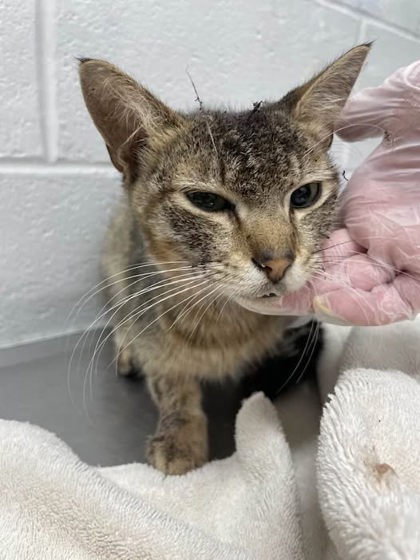 Shelter Stray Male Cat last seen Near Ellicott Dr Balt., MD 21216, 21216, MD, 301 Stockholm St, Baltimore, MD 21230, USA