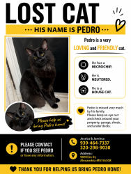 Lost Male Cat last seen Walgreens street, Alexandria, MN 56308