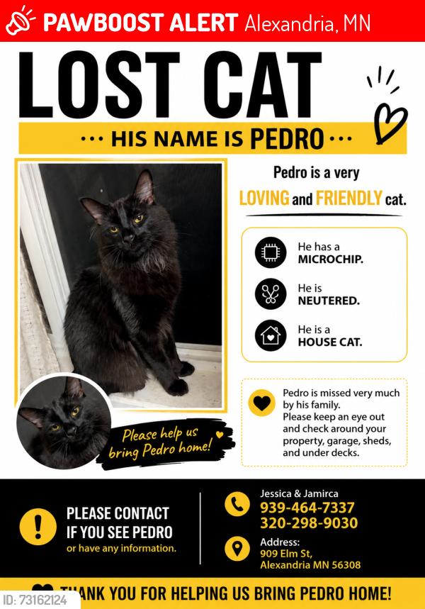 Lost Male Cat last seen Walgreens street, Alexandria, MN 56308
