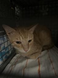 Shelter Stray Unknown Cat last seen Near Woodwind Ave, 70816, LA, 2550 Gourrier Ave, Baton Rouge, LA 70820, USA