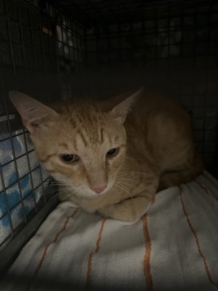 Shelter Stray Male Cat last seen Near Woodwind Ave, 70816, LA, 2550 Gourrier Ave, Baton Rouge, LA 70820, USA