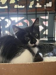 Shelter Stray Unknown Cat last seen Near N 9th St, 70802, LA, 2550 Gourrier Ave, Baton Rouge, LA 70820, USA