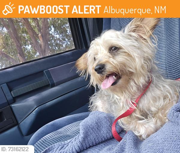 Found/Stray Male Dog last seen Tramway and central, Albuquerque, NM 87111