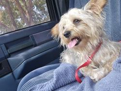 Found/Stray Male Dog last seen Tramway and central, Albuquerque, NM 87111
