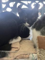 Shelter Stray Unknown Cat last seen Near N 9th St, 70802, LA, 2550 Gourrier Ave, Baton Rouge, LA 70820, USA