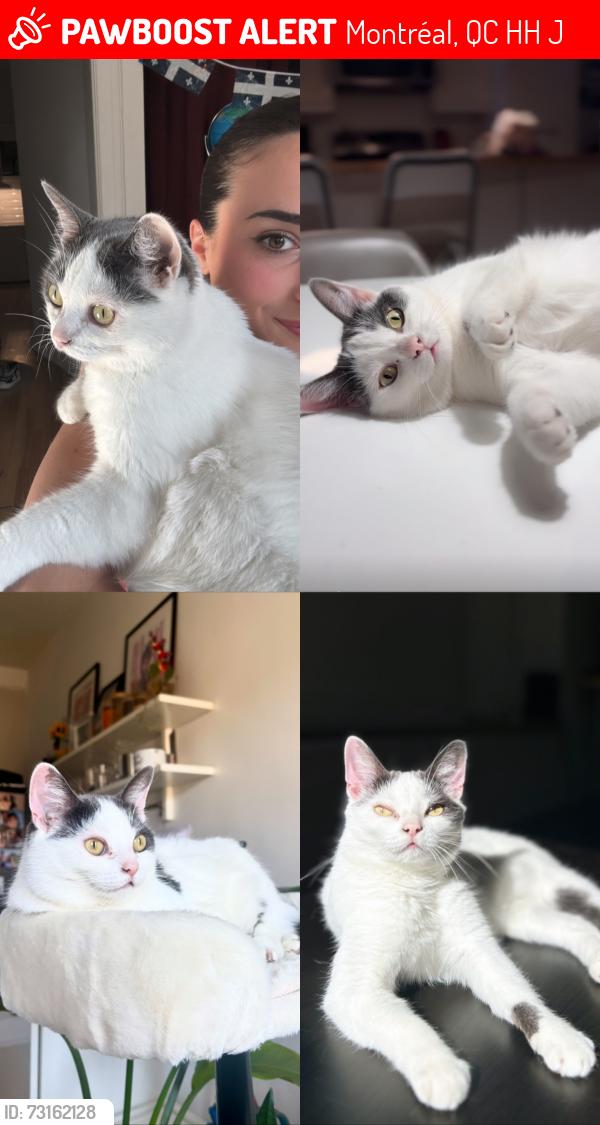 Lost Female Cat last seen Baldwin park, Montréal, QC H2H 2J5