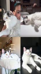 Lost Female Cat last seen Baldwin park, Montréal, QC H2H 2J5