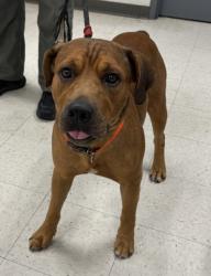 Shelter Stray Male Dog last seen , Gulfport, MS, 2615 25th Ave, Gulfport, MS 39501, USA