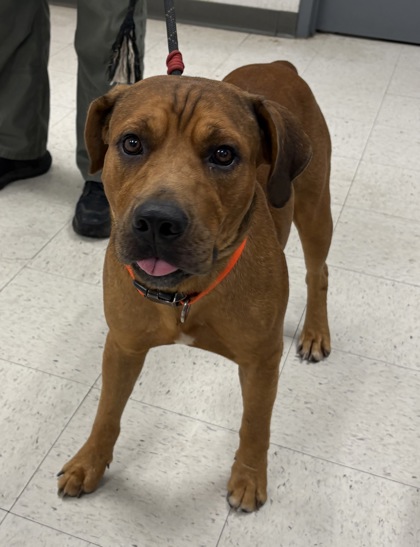 Shelter Stray Male Dog last seen , Gulfport, MS, 2615 25th Ave, Gulfport, MS 39501, USA