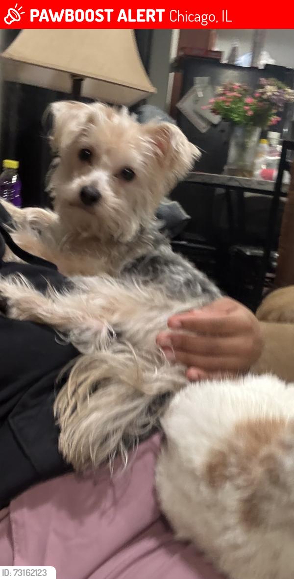 Lost Male Dog last seen Near prairie near king drive, Chicago, IL 60637