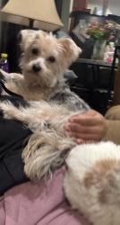 Lost Male Dog last seen Near prairie near king drive, Chicago, IL 60637