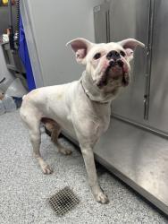 Shelter Stray Male Dog last seen Shadow Creek Ln, Zone 3, TX, 8755 Farm to Market 1516, Converse, TX 78109, USA