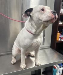Shelter Stray Male Dog last seen Shadow Creek Ln, Zone 3, TX, 8755 Farm to Market 1516, Converse, TX 78109, USA