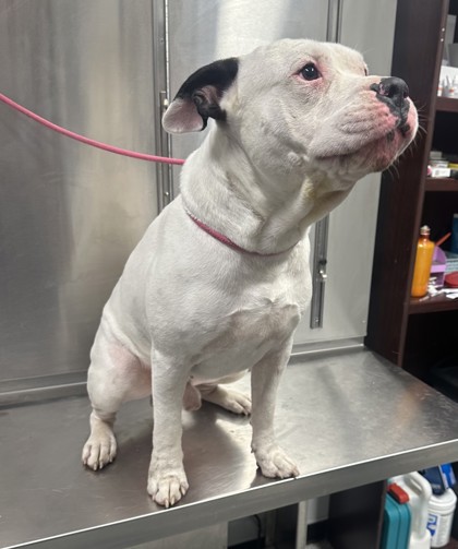 Shelter Stray Male Dog last seen Shadow Creek Ln, Zone 3, TX, 8755 Farm to Market 1516, Converse, TX 78109, USA