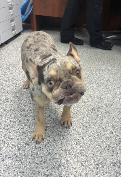 Shelter Stray Female Dog last seen tennant ln, Zone 2, TX, 8755 Farm to Market 1516, Converse, TX 78109, USA