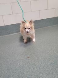 Shelter Stray Male Dog last seen Fairfax City, 22031 VA, Silver King Ct/Pickett Rd, Fairfax City, VA, 4500 West Ox Rd, Fairfax, VA 22030, USA