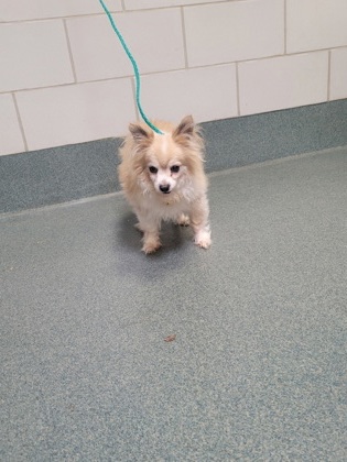 Shelter Stray Male Dog last seen Fairfax City, 22031 VA, Silver King Ct/Pickett Rd, Fairfax City, VA, 4500 West Ox Rd, Fairfax, VA 22030, USA