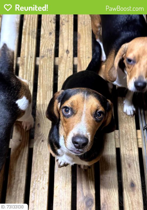 Reunited Male Dog last seen Yoder's at Meece Mill, Pickens, SC 29671
