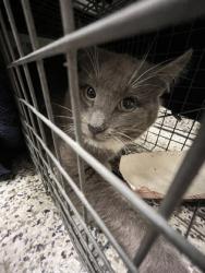 Shelter Stray Male Cat last seen Alexandria, VA, 22312, Eighth Circle & Eighth St, Fairfax County, VA, 4500 West Ox Rd, Fairfax, VA 22030, USA