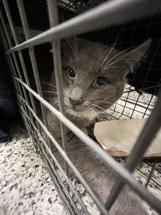 Shelter Stray Male Cat last seen Alexandria, VA, 22312, Eighth Circle & Eighth St, Fairfax County, VA, 4500 West Ox Rd, Fairfax, VA 22030, USA