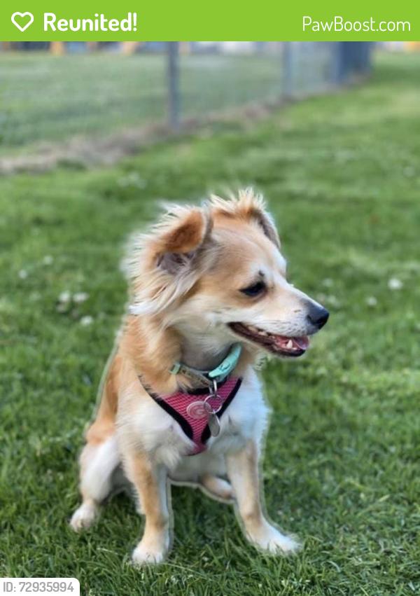 Reunited Female Dog last seen Island Ave and Lomita Ave, Carson, CA 90745