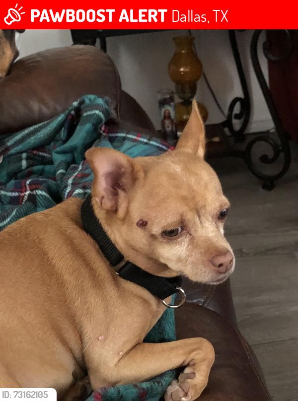 Lost Female Dog last seen Lawson rd belt line, Dallas, TX 75253