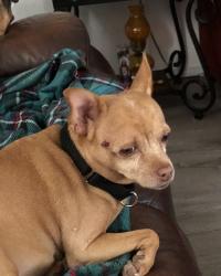 Lost Female Dog last seen Lawson rd belt line, Dallas, TX 75253