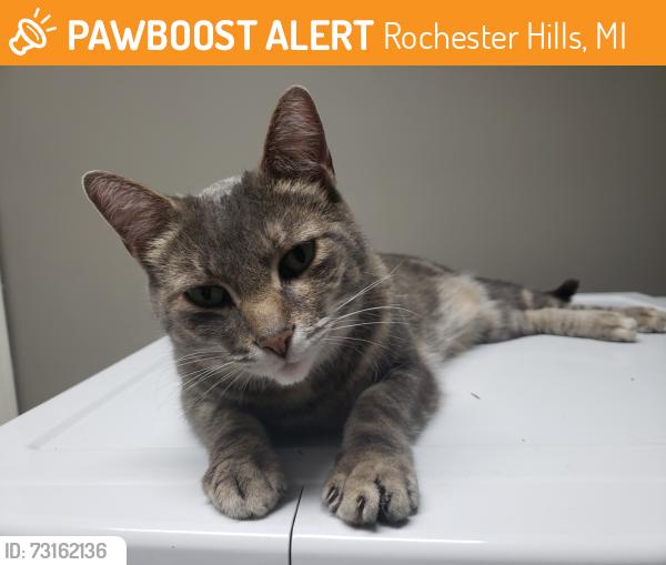 Found/Stray Unknown Cat last seen brewster elementary, Rochester Hills, MI 48306