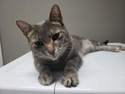 Found/Stray Unknown Cat last seen brewster elementary, Rochester Hills, MI 48306