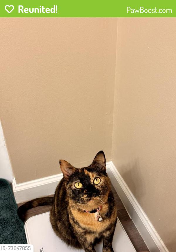Reunited Female Cat last seen adam street, Indianapolis, IN 46218