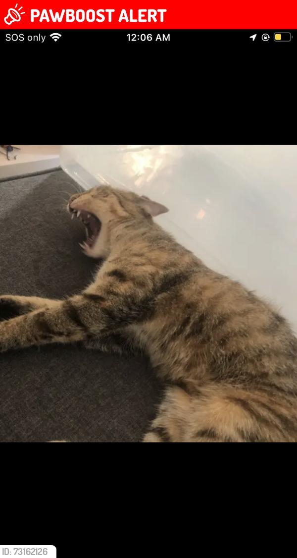 Lost Female Cat last seen Near 16 street west Owensound, Georgian Bluffs, ON N4K 6V5