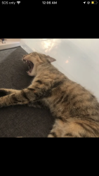 Lost Female Cat last seen Near 16 street west Owensound, Georgian Bluffs, ON N4K 6V5