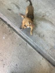 Found/Stray Female Dog last seen Claude hwy and rocker k, Amarillo, TX 79118