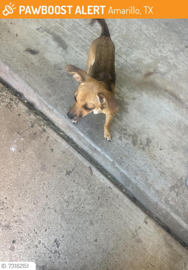 Found/Stray Female Dog last seen Claude hwy and rocker k, Amarillo, TX 79118