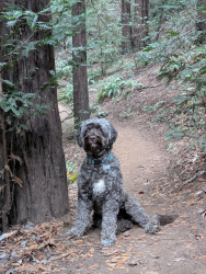 Lost Female Dog last seen Sebald Ave - Just south of Northrop Grumman, Redondo Beach, CA 90278