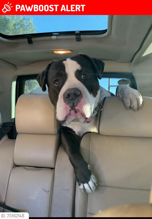 Lost Male Dog last seen Deer creek / Lee canyon, Mount Charleston, NV 89124
