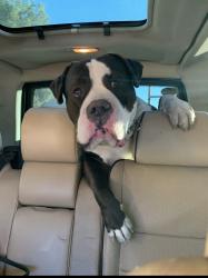 Lost Male Dog last seen Deer creek / Lee canyon, Mount Charleston, NV 89124