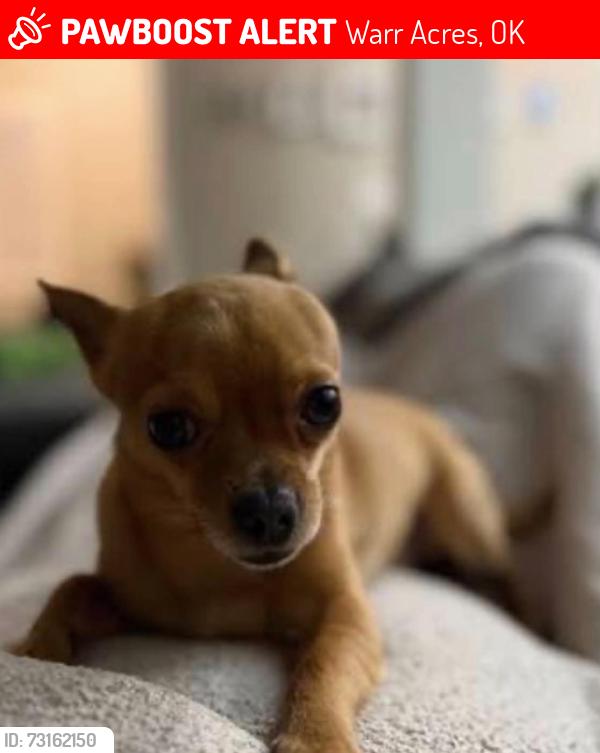 Lost Male Dog last seen McArthur and Grove st, Warr Acres, OK 73122