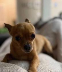 Lost Male Dog last seen McArthur and Grove st, Warr Acres, OK 73122